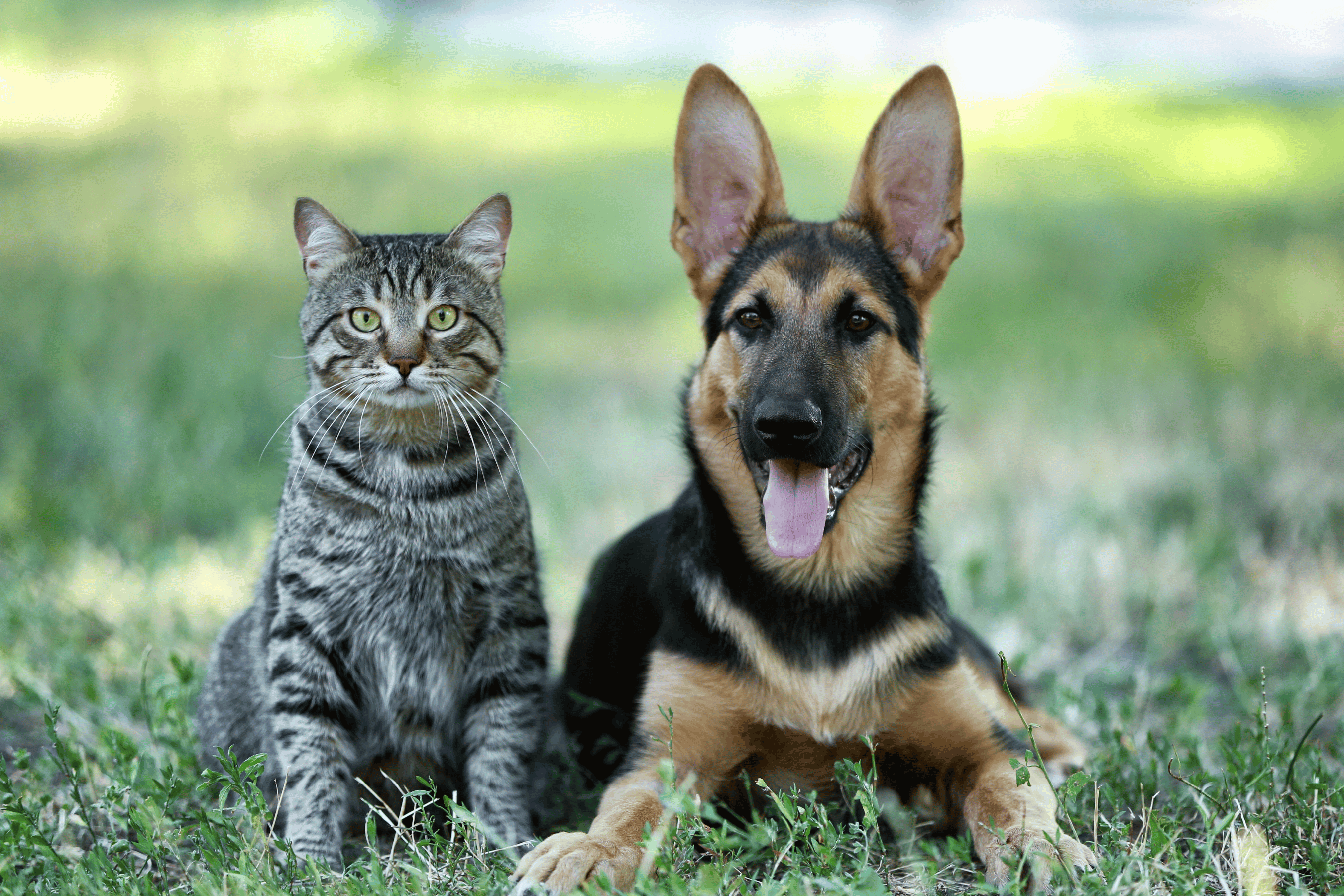 Cat and dog sit in a park