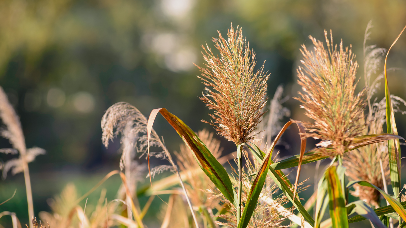 phragmites overrun an area