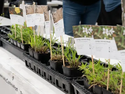 Plants line a vendor table at an indoor garden market