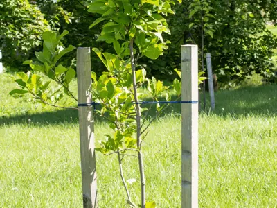Young tree propped up with support to assist growing