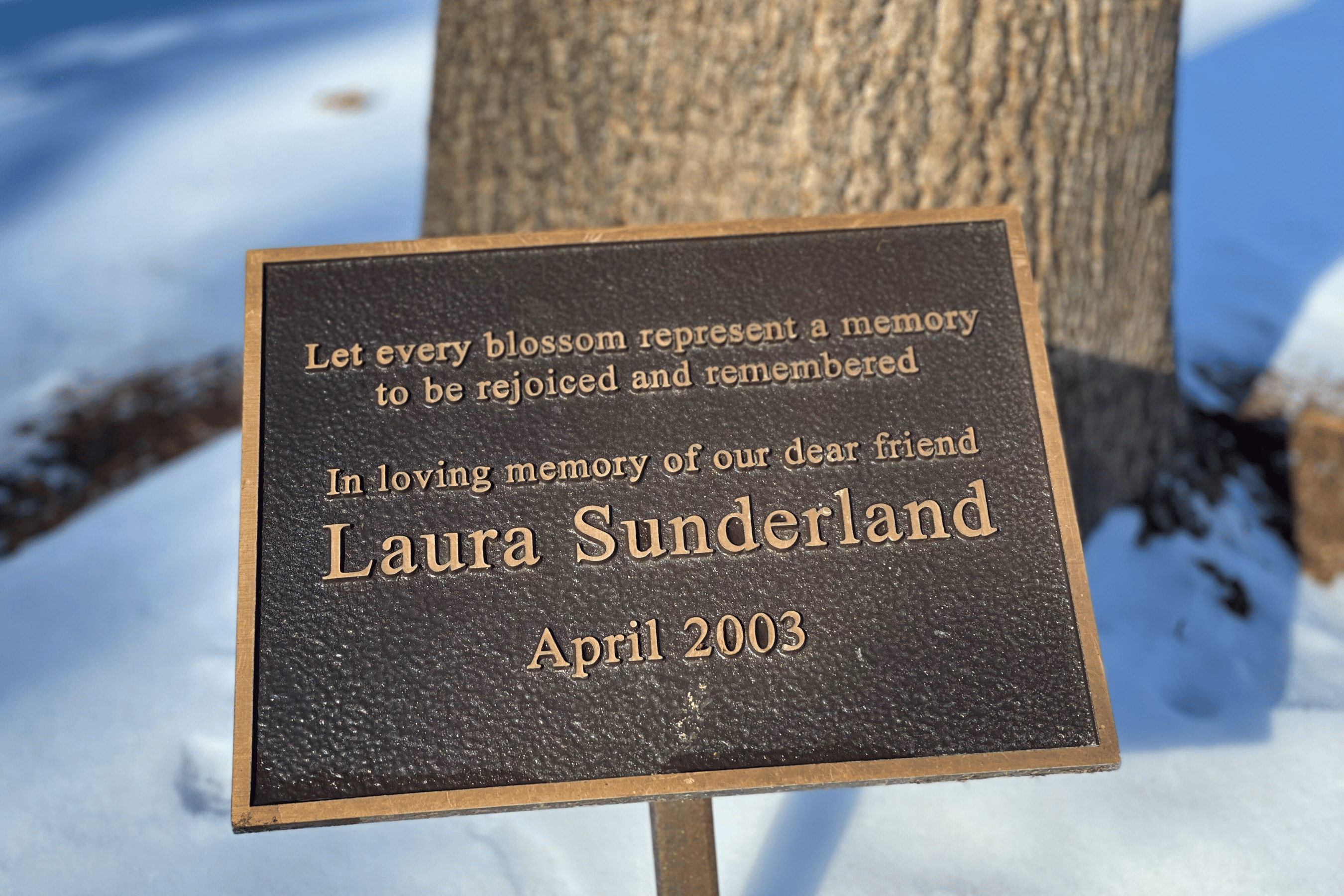A memorial plaque in front of a tree honours a woman named Laura Sunderland