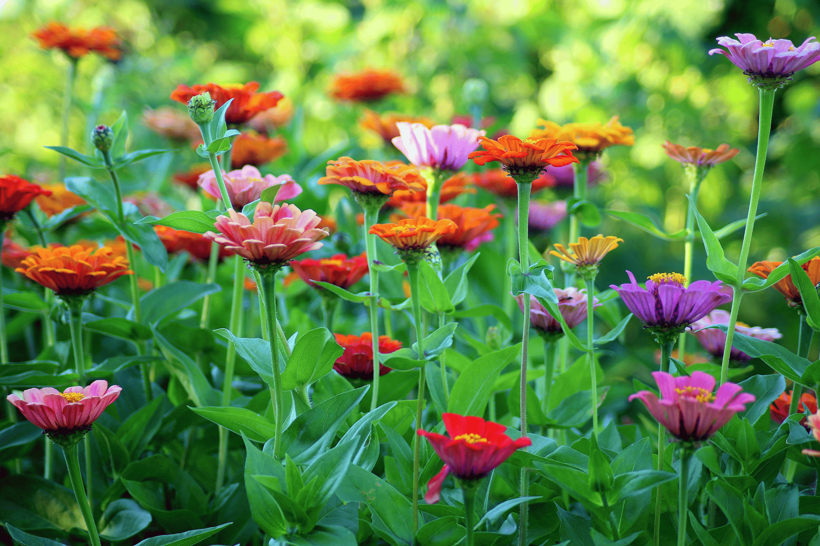 Colourful flowers in a garden