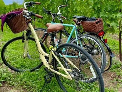 Bikes in a vineyard