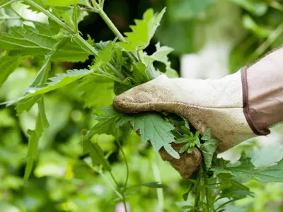 Person pulling weeds