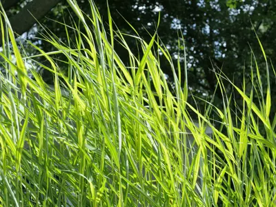 Overgrown grass