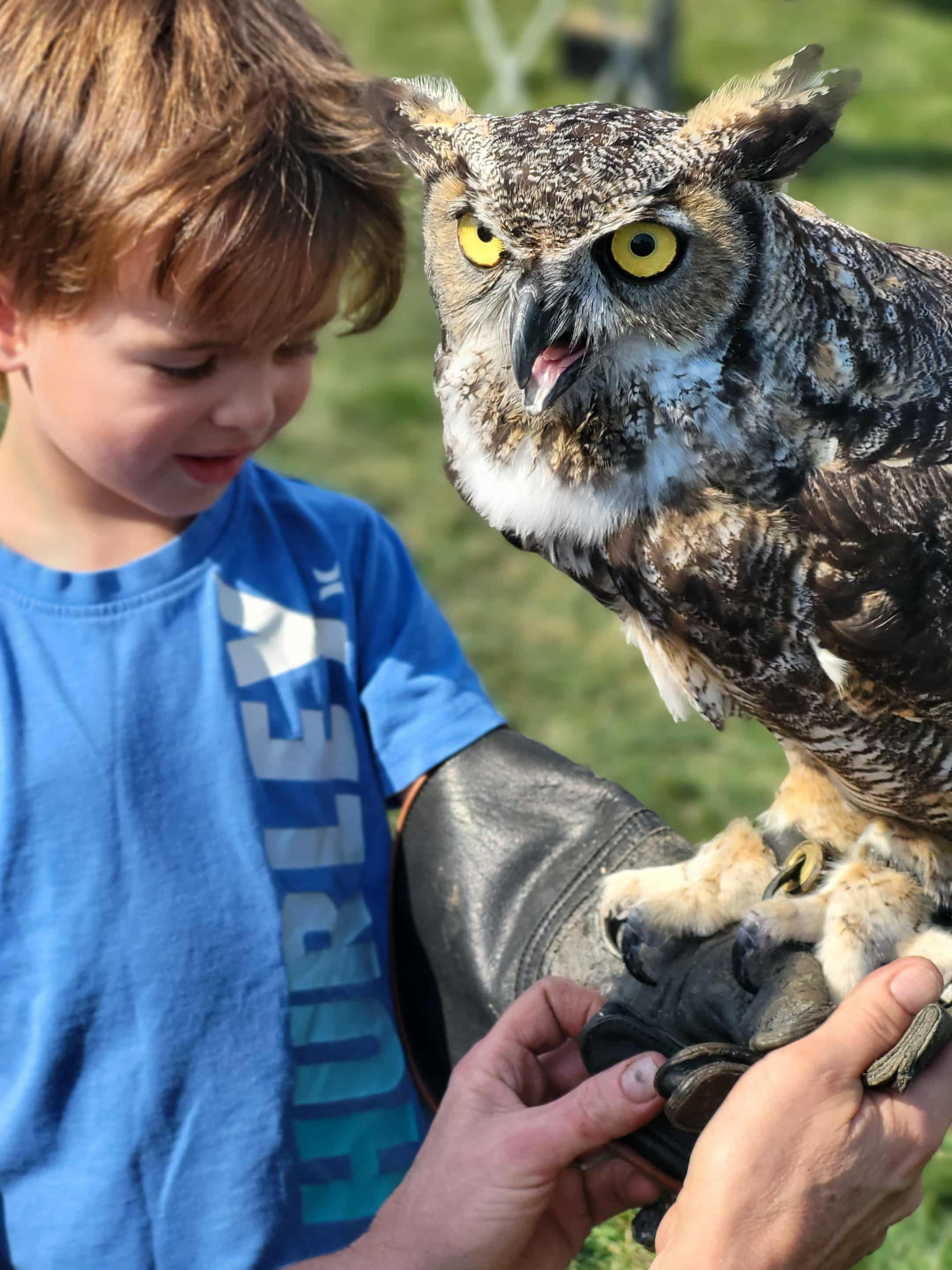 A bird of prey perches on the arm of a brave young child