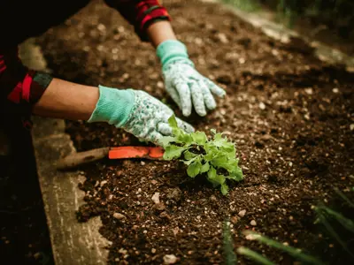 Gloved hands plant a seedling in soil