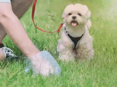 White dog supervises as its owner cleans up after him