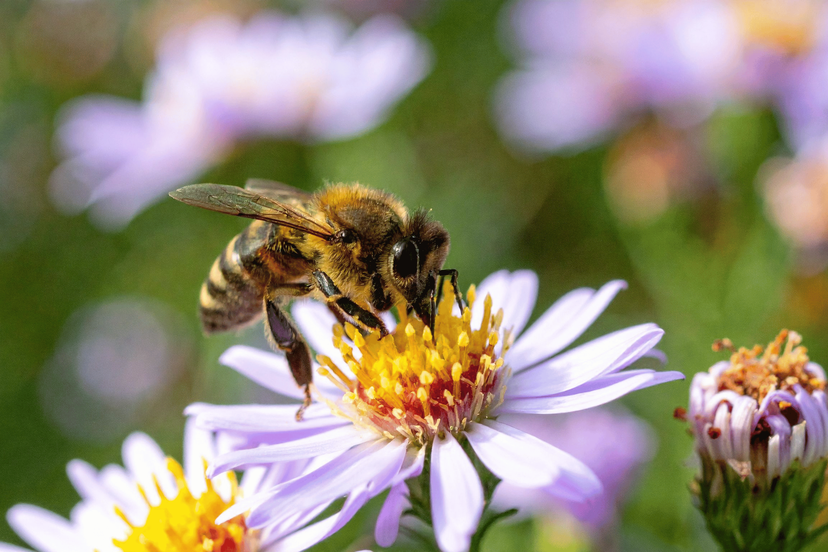 A bee pollinates a flower